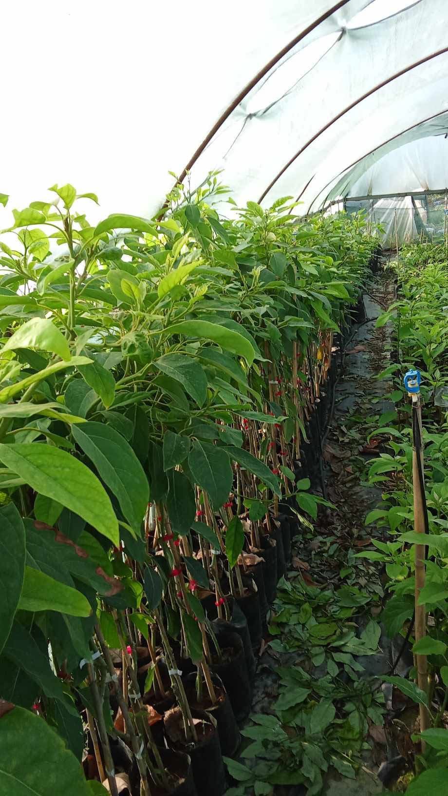 Erva Botanik ile Avıkado üretimi, Avokado  yetiştiriciliği